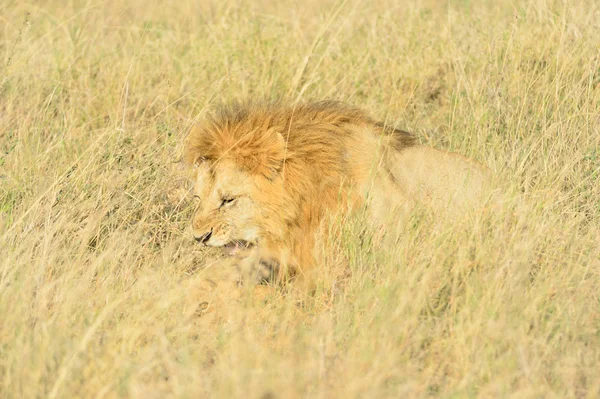 Apareamiento de leones —  Fotos de Stock