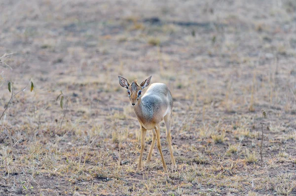 Dik-dik — Stock fotografie