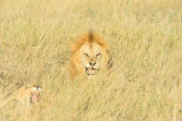 Apareamiento de leones —  Fotos de Stock