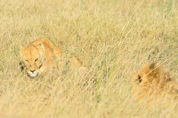 Leones macho y hembra —  Fotos de Stock