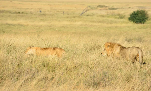 Leones macho y hembra —  Fotos de Stock