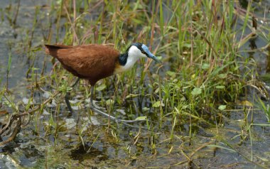 afrika jacana