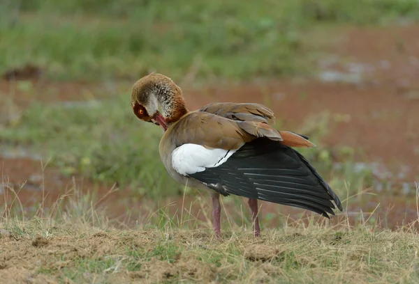 Egyptian Goose — Stock Photo, Image