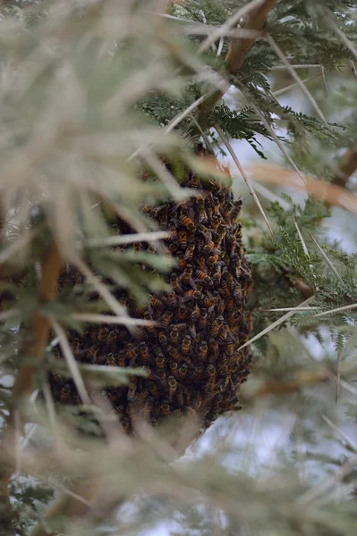 Gniazdo pszczół — Zdjęcie stockowe
