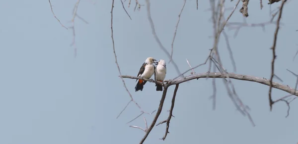 Tejedores de búfalo de cabeza blanca —  Fotos de Stock