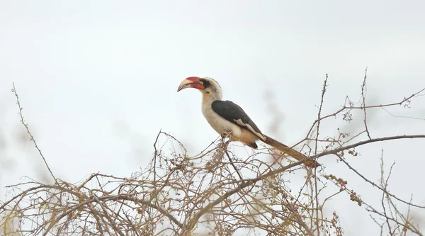 Hornbill de Von der Decken — Fotografia de Stock