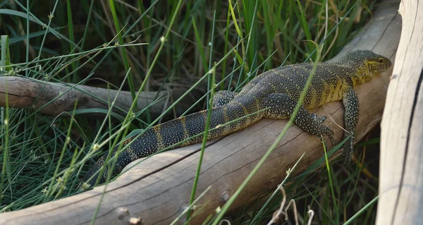 Nile Monitor Lizard sub-adult — Stock Photo, Image