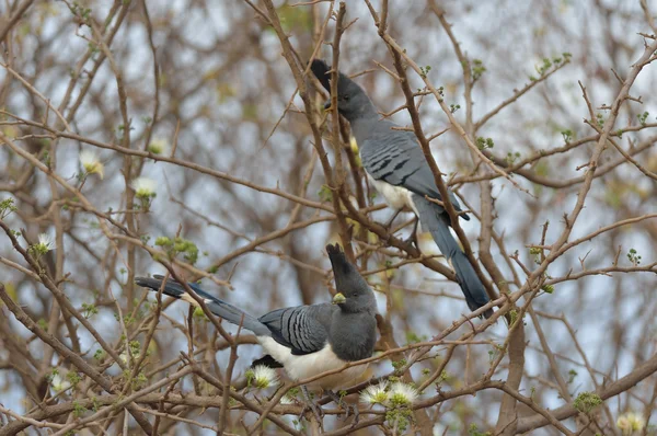 Pássaros-de-barriga-branca — Fotografia de Stock