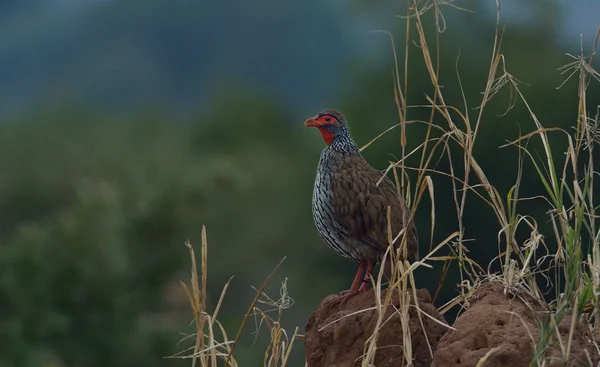 레드 센 spurfowl — 스톡 사진