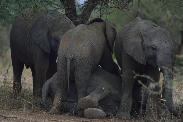 Éléphants d'Afrique dormant — Photo