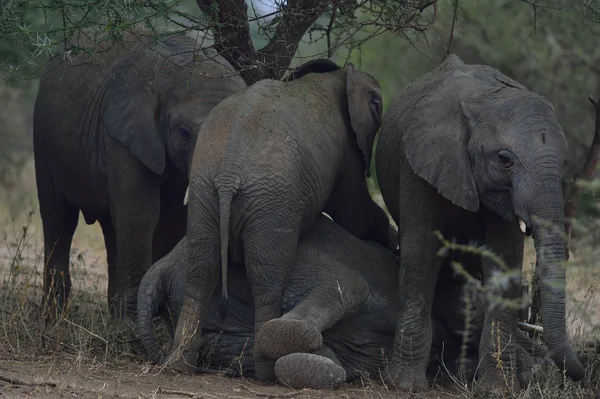 Elefantes africanos dormindo Fotos De Bancos De Imagens