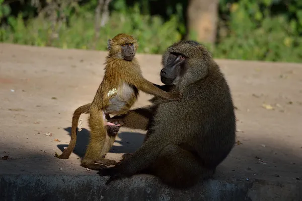 Männliche Savannenbabys — Stockfoto