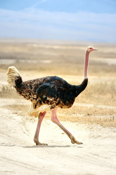 Ostrich — Stock Photo, Image