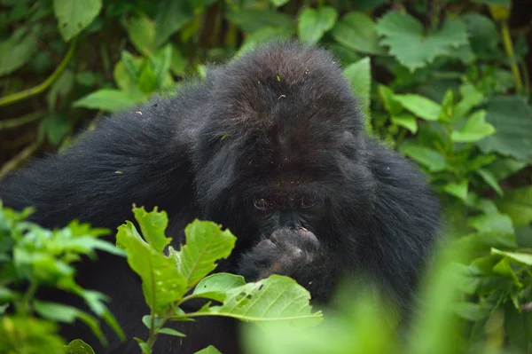 Gorilas de montaña —  Fotos de Stock