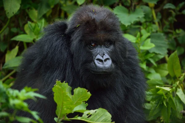 Dağ gorilleri — Stok fotoğraf