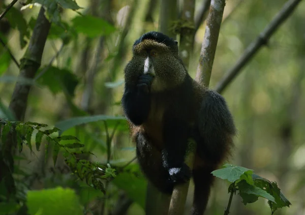 Macaco dourado — Fotografia de Stock