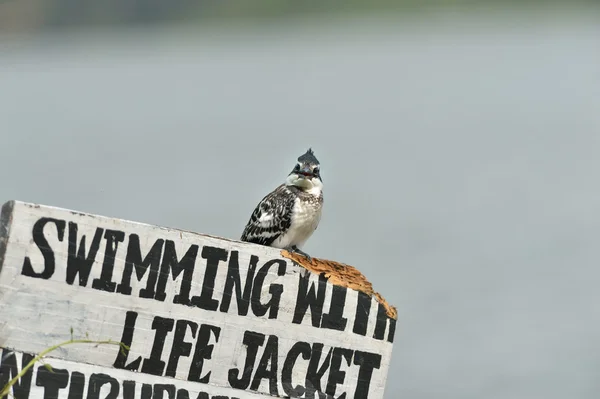 Pied Kingfisher