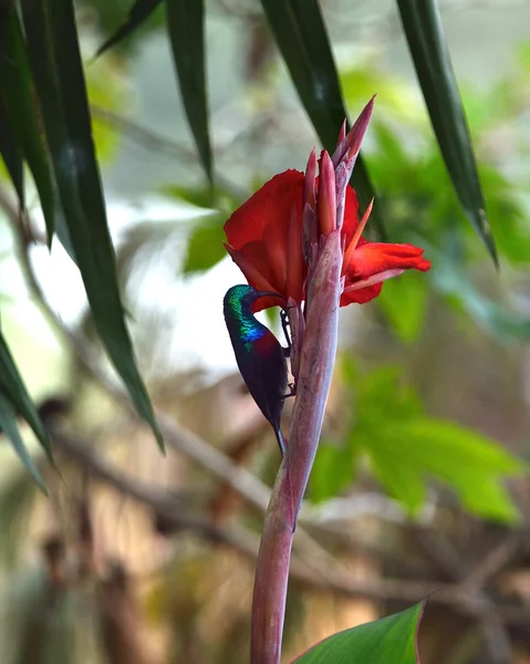 Sunbird de doble cuello oriental —  Fotos de Stock