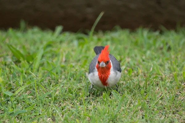 Красноклювый кардинал — стоковое фото
