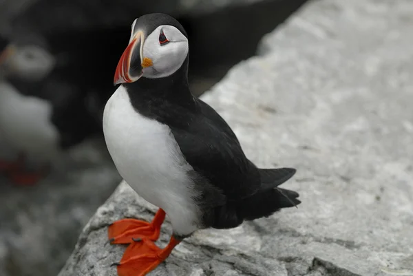 Atlantische papegaaiduiker — Stockfoto