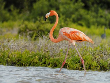 büyük flamingo
