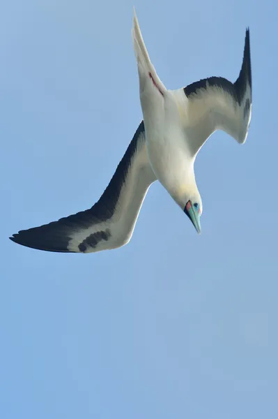Kortstjärtad albatross Stockfoto