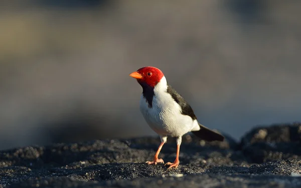 Cardenal de pico amarillo — Foto de Stock