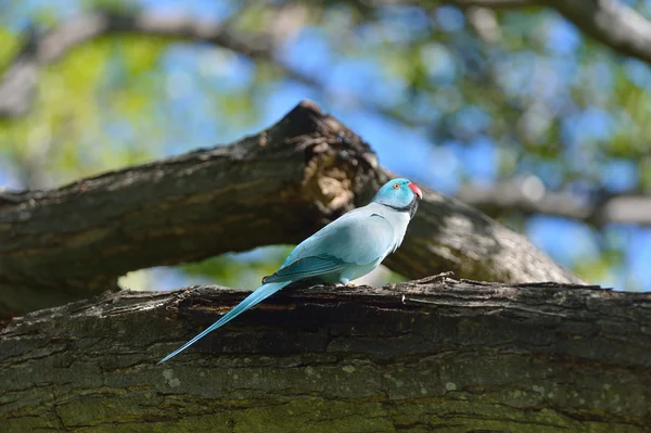 Rose-ringed parakeet — Stock Photo, Image