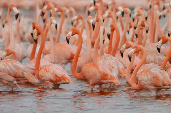 Större flamingos Stockbild