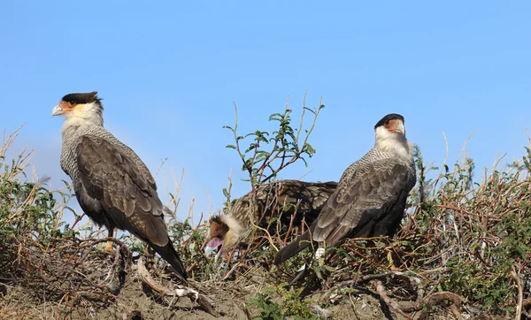 Crested Caracara parents and children