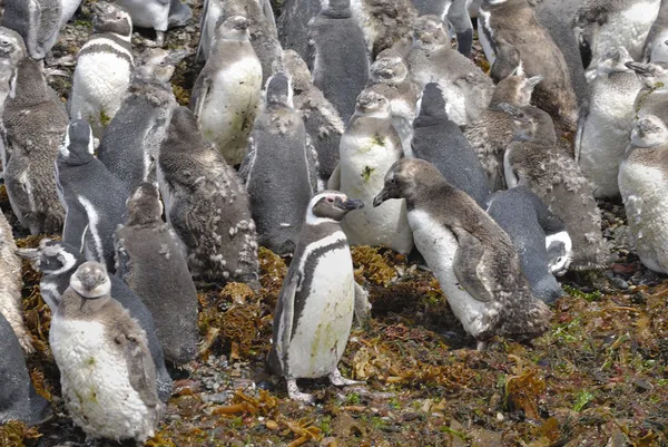 Près de Pingouins de Magellan — Photo