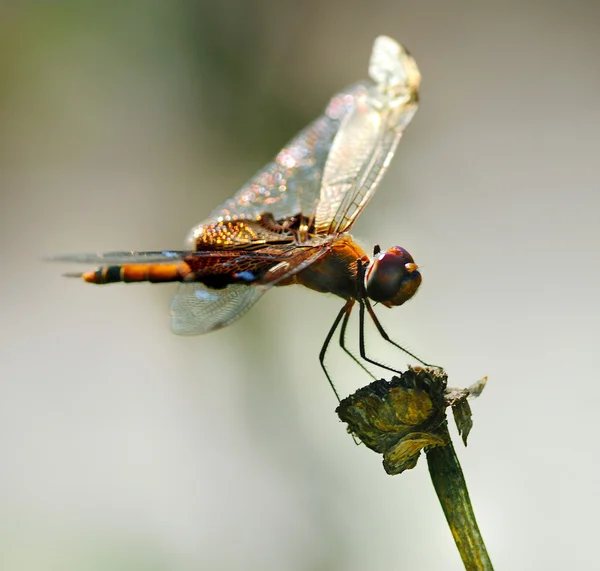 Meadowhawk de pernas amarelas — Fotografia de Stock