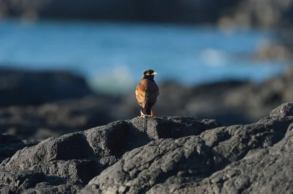 Gemeenschappelijke myna — Stockfoto