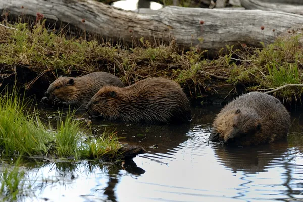 Beavers. Imagens De Bancos De Imagens