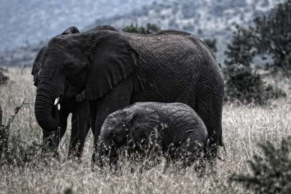 Bebek annesiyle Afrika fili — Stok fotoğraf