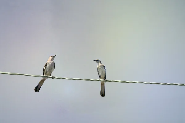 Northern Mockingbirds — Stock Photo, Image