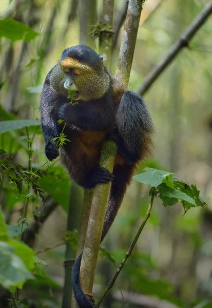 Golden Monkey — Stock Photo, Image