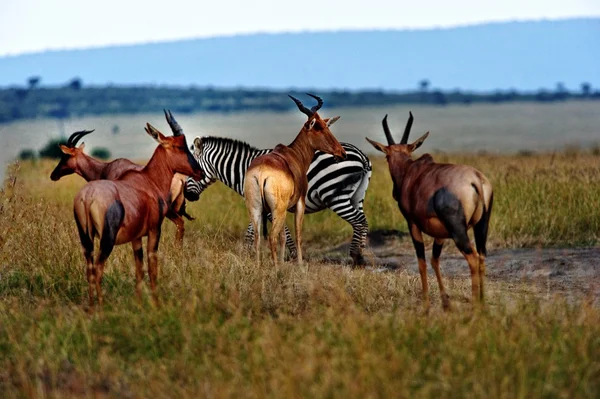 Topis e zebra — Fotografia de Stock