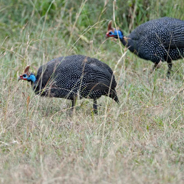 Helmeted guineafowls — Stock Photo, Image