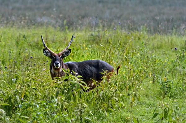 Waterbuck — Foto Stock