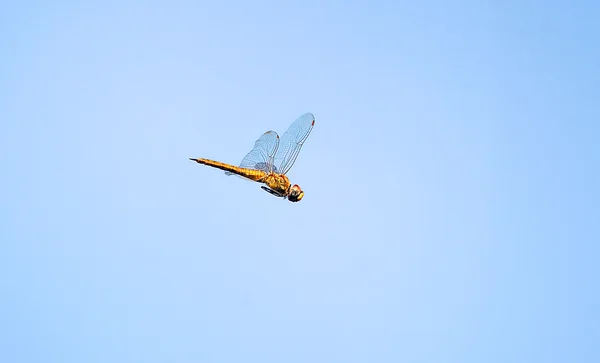 Gula ben meadowhawk trollslända — Stockfoto