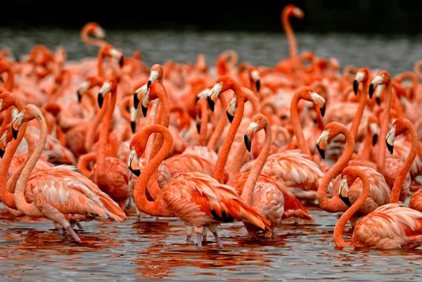 Grotere Flamingo 's — Stockfoto