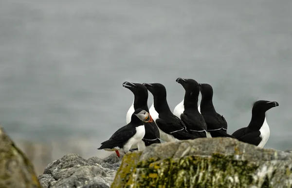 A Atlantic Puffin and five razorbills — Stock Photo, Image