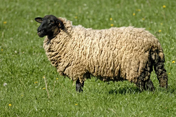 Suffolk schapen — Stockfoto