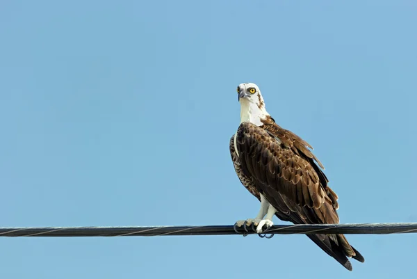 Osprey. —  Fotos de Stock