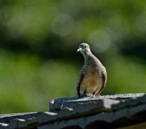 Zebrataube — Stockfoto