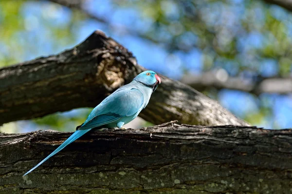 Blauer Ringhalspapagei — Stockfoto