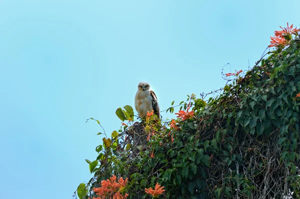 Hawaii hawk — Stock Photo, Image