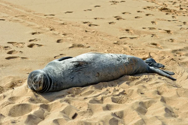 Havaí bebê Monk Seal — Fotografia de Stock