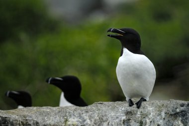 Razorbills